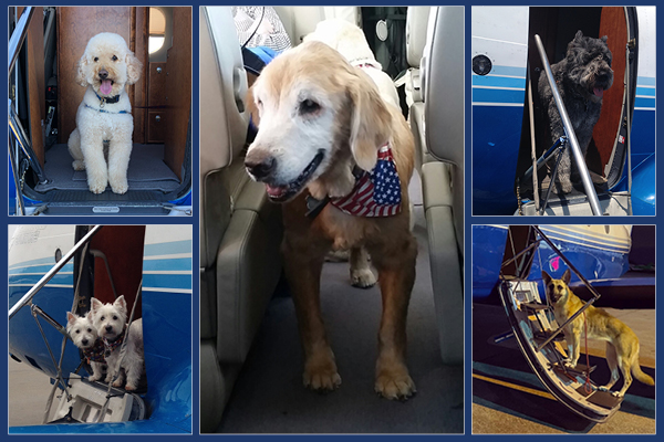 Fly Private With Your Pet